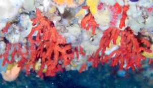 Lire la suite à propos de l’article YACHTING SOCIETY : Section Plongée : Formation Plongée NITROX de base