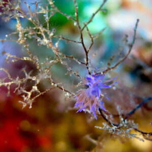 Lire la suite à propos de l’article YACHTING SOCIETY : Section Plongée                     RAPPEL : PRESENTATION SECTION PLONGEE 