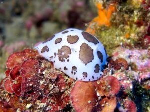 Lire la suite à propos de l’article YACHTING SOCIETY : Section Plongée : Formation Plongée N1 