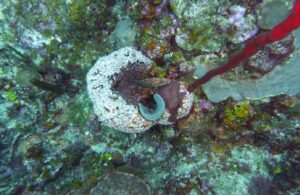 Read more about the article YACHTING SOCIETY : RAPPEL – Présentation de la Section Plongée le jeudi 11 septembre 2025 de 18h à 20h